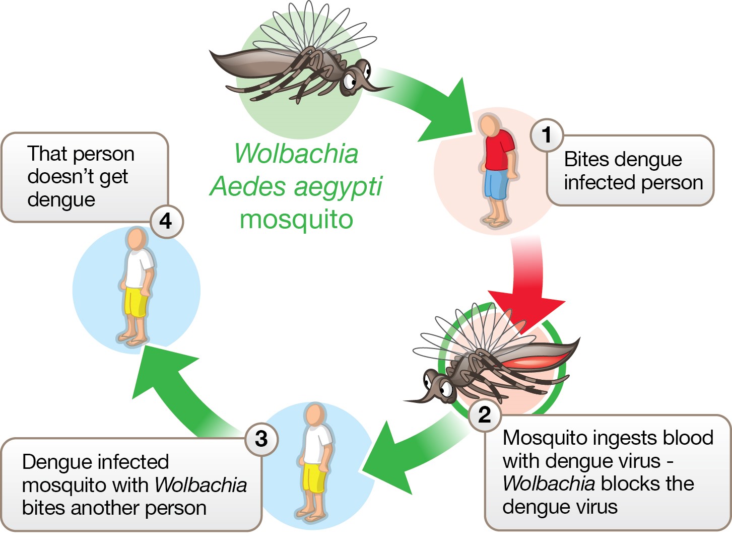 Chikungunya, dengue, zika -Surveillance et lutte contre le